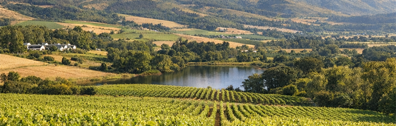 Hình ảnh của Rượu vang Afrique du Sud từ vùng Khác