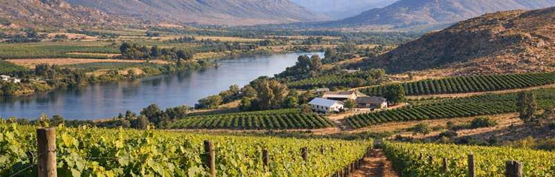 Hình ảnh của Rượu vang Afrique du Sud từ vùng Olifants