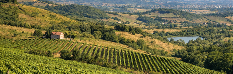 Billede af Vine fra Albanie fra regionen Tirana