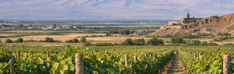 Image des Vins de Arménie de la région Armavir