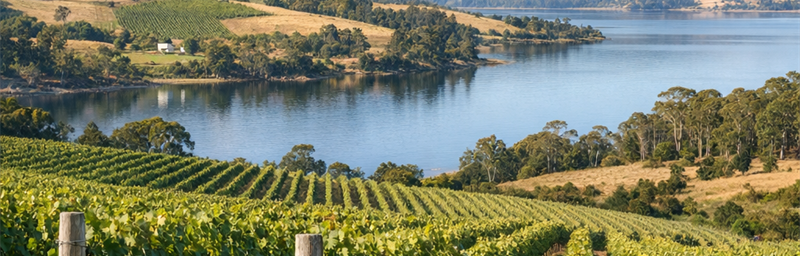 Hình ảnh của Rượu vang Australie từ vùng Tasmania