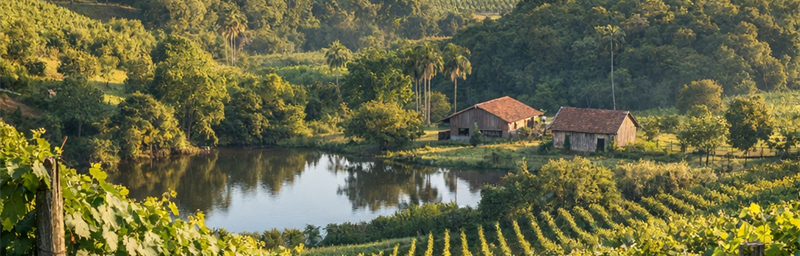 Hình ảnh của Rượu vang Brésil từ vùng Thung Lũng Pinot Noir