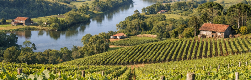 Hình ảnh của Rượu vang Brésil từ vùng Thung lũng sông Peixe