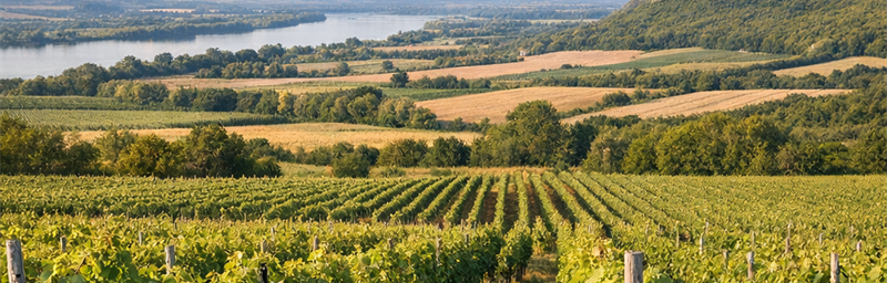 Hình ảnh của Rượu vang Bulgarie từ vùng Plaine du Danube