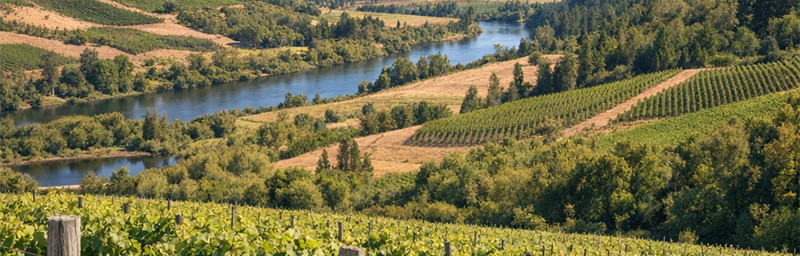 Hình ảnh của Rượu vang Chili từ vùng Thung lũng Bio Bio