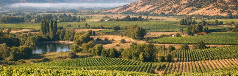 Hình ảnh của Rượu vang Chili từ vùng Thung lũng Curicó