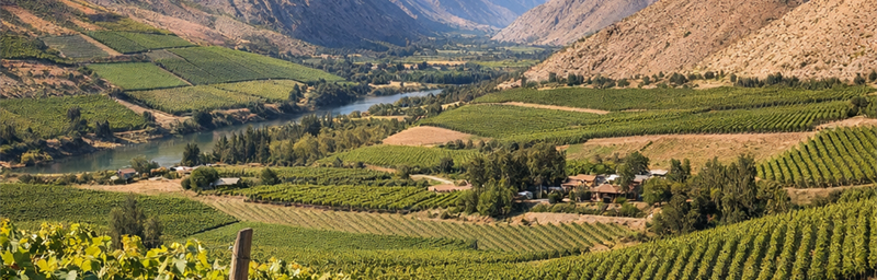 Hình ảnh của Rượu vang Chili từ vùng Thung lũng Elqui