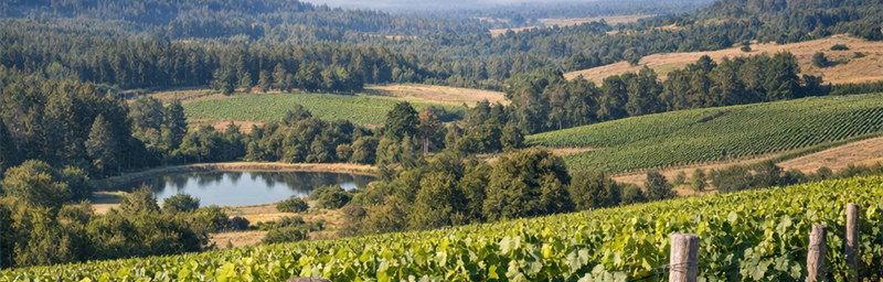 Hình ảnh của Rượu vang Chili từ vùng Thung lũng Malleco