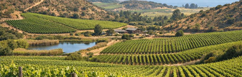 Hình ảnh của Rượu vang Chili từ vùng Thung lũng San Antonio