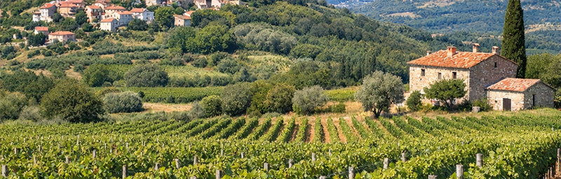 Image des Vins de Croatie de la région Istrie