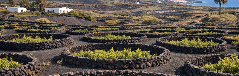 Hình ảnh của Rượu vang Espagne từ vùng Quần đảo Canary