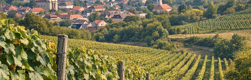 Hình ảnh của Rượu vang Hongrie từ vùng Eger