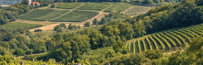 Hình ảnh của Rượu vang Hongrie từ vùng Pannonhalma