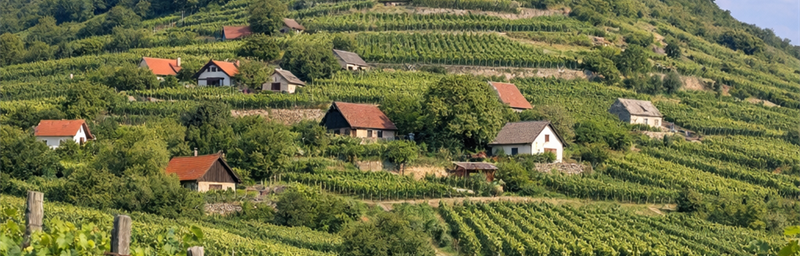 Hình ảnh của Rượu vang Hongrie từ vùng Somló