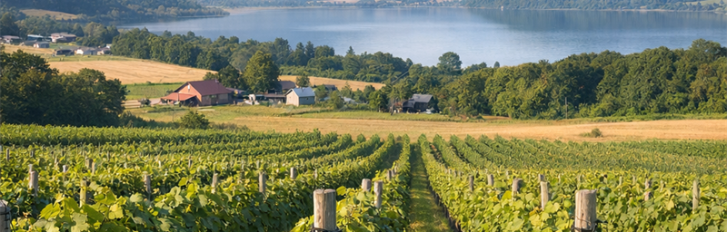 Billede af Vine fra Japon fra regionen Hokkaido