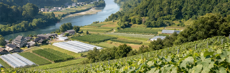 Billede af Vine fra Japon fra regionen Kochi