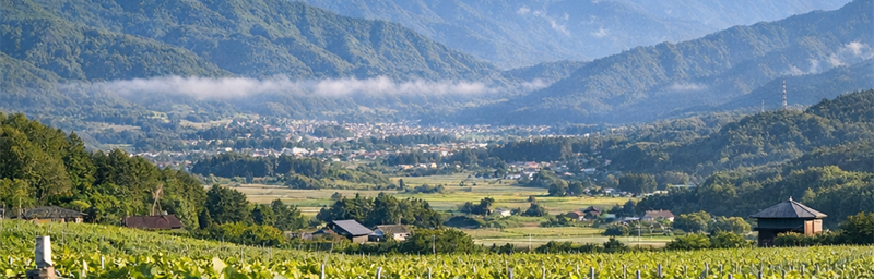 Billede af Vine fra Japon fra regionen Nagano