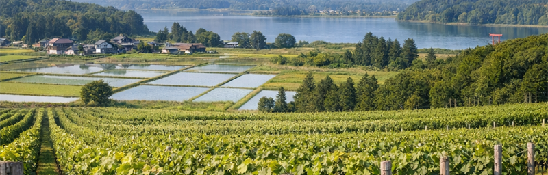 Billede af Vine fra Japon fra regionen Niigata