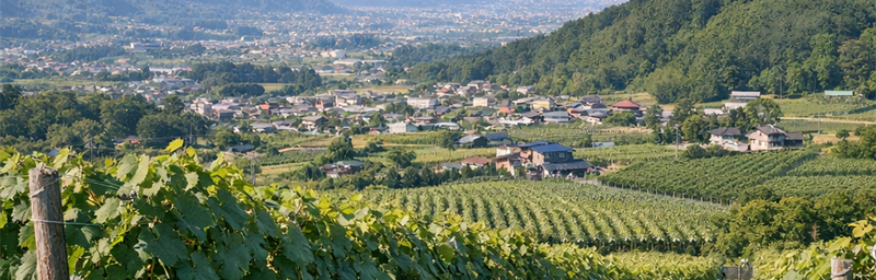Billede af Vine fra Japon fra regionen Yamanashi