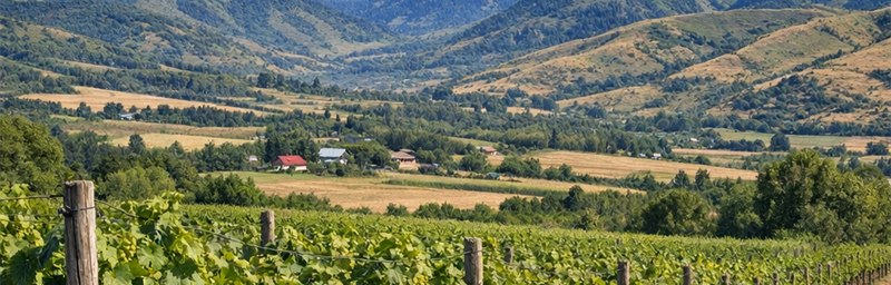 Immagine dei Vini di Kazakhstan della regione Almaty