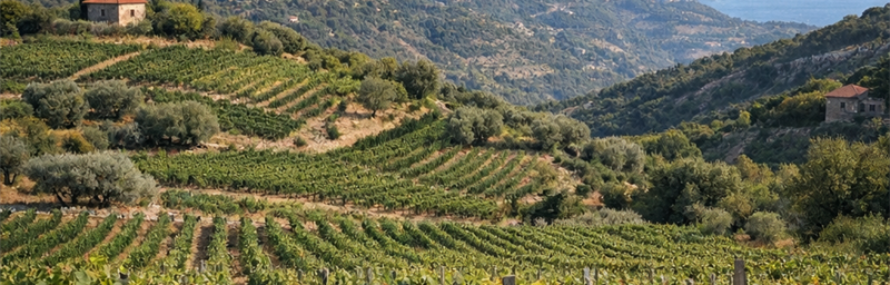 Image des Vins de Liban de la région Nord du Liban