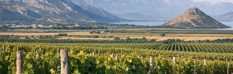 Hình ảnh của Rượu vang Monténégro từ vùng Cánh đồng Cemovsko