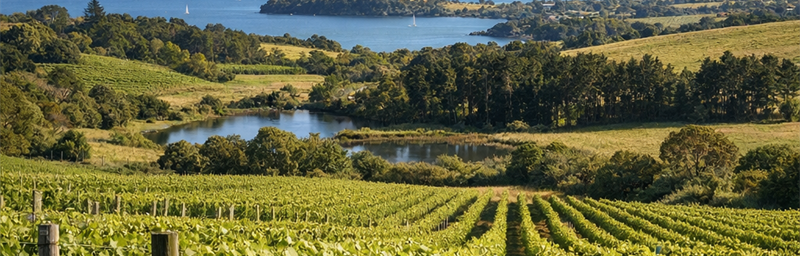 Hình ảnh của Rượu vang Nouvelle Zélande từ vùng Auckland