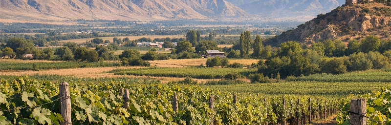 Image of Wines of Ouzbékistan from the Fergana region