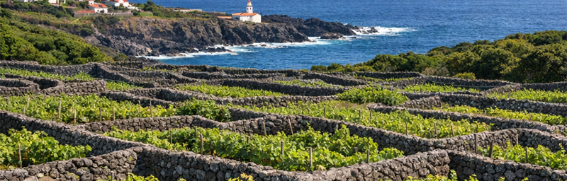 Photo« IGP » de la región Azores en portugal