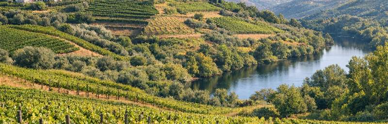 Photo« IGP » de la región Beira Litoral en portugal