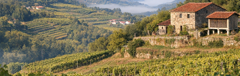 Photo« Vinho de mesa » de la región Tierras de Lafões en portugal