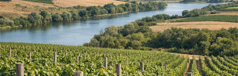 Hình ảnh của Rượu vang Russie từ vùng Rostov