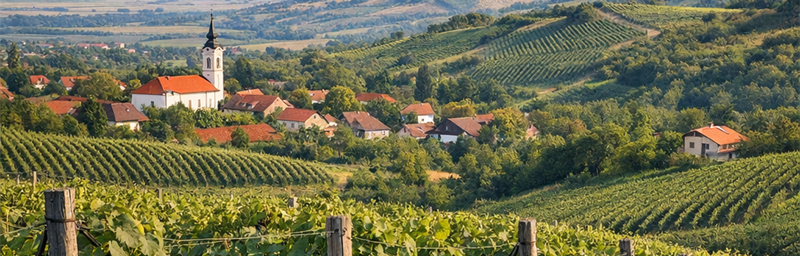 Hình ảnh của Rượu vang Serbie từ vùng Banat