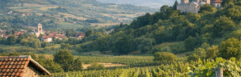 Hình ảnh của Rượu vang Serbie từ vùng Métochie