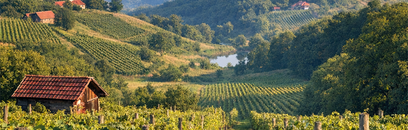 Hình ảnh của Rượu vang Serbie từ vùng Pocerina