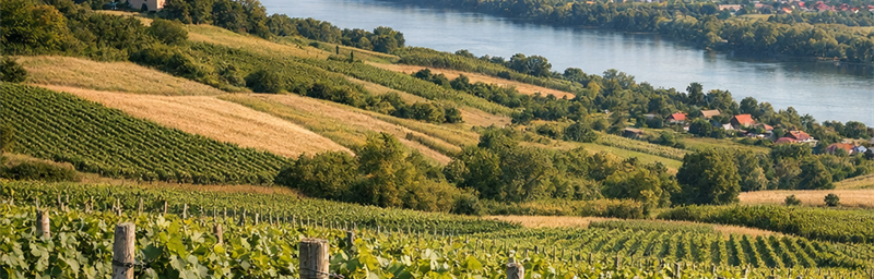 Hình ảnh của Rượu vang Serbie từ vùng Syrmie