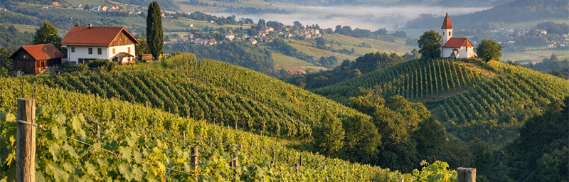 Hình ảnh của Rượu vang Slovénie từ vùng Osrednjeslovenska