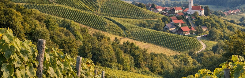 Hình ảnh của Rượu vang Slovénie từ vùng Podravje