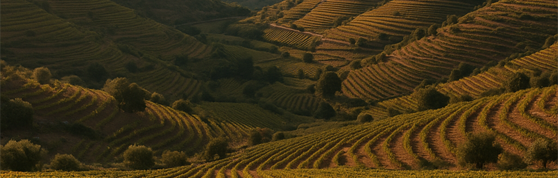 Hình ảnh của Vins Portugal từ vùng Trás-os-Montes