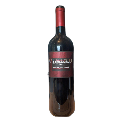Castilien og León Ribera del Duero La planta 2022 2022