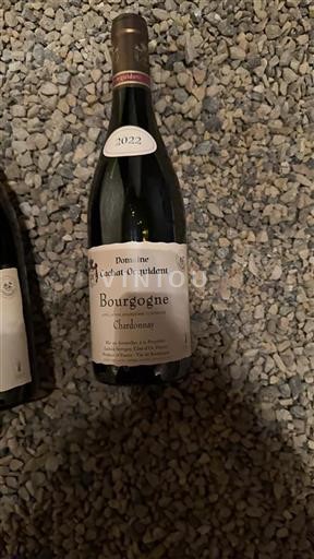 Burgundi Bourgogne Cachatocquidant Chardonnay 2022