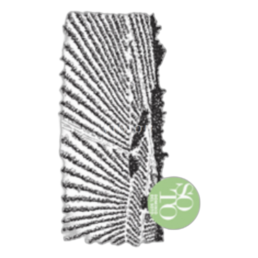 Castilien og León Ribera del Duero Dominio Del Soto 2021