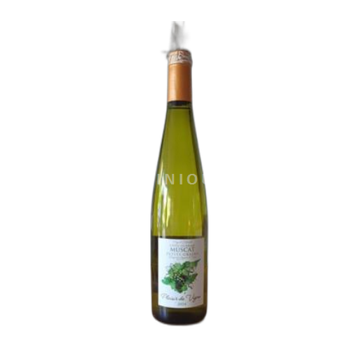 Languedoc Ikke specificeret Plaisir de Vigne Muscat 2024