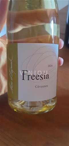 Languedoc und Roussillon Cévennen Domaine L'Apogée Freesia 2024