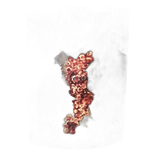 Vallée du Rhône Côtes-du-rhône Domaine Gramenon Poignée de Raisins 2021