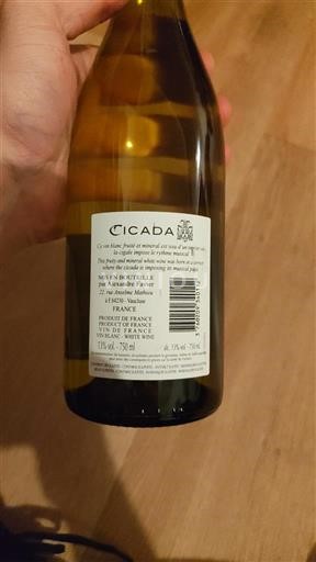 Provence, Lower Rhône Valley, Corsica Mediterranean Cicada 2021