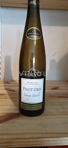 Alsace Ribeauvillé Vendanges Manuelles 2015