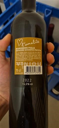 Pouilles L'amabile 2022