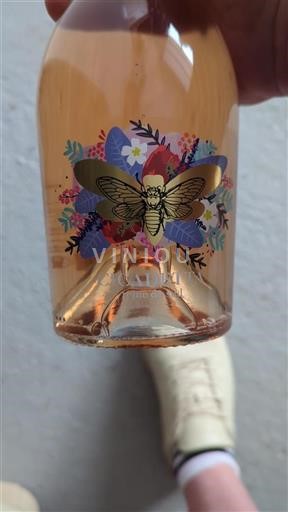 Provence Ospecificerad Cicadetta Icke årgångsbetecknad