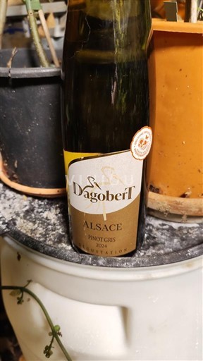 Alsacia Dagobert 2021